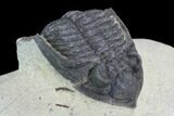Bargain, Zlichovaspis Trilobite - Atchana, Morocco #100675-3
